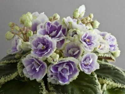Buckeye seductresssaintpaulia-afri - Violete- frunze puse la prins