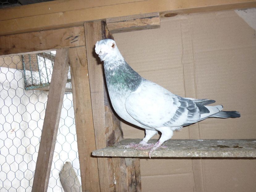 P1170928 - Voiajori stil vechi 2018