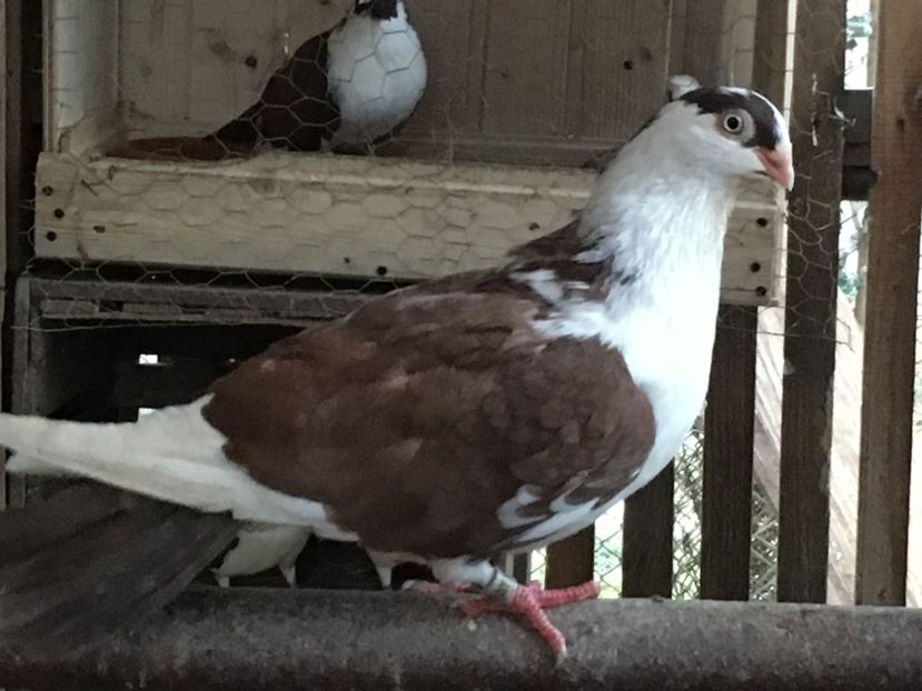 Mascul - 2Jucatori de Galați 2018