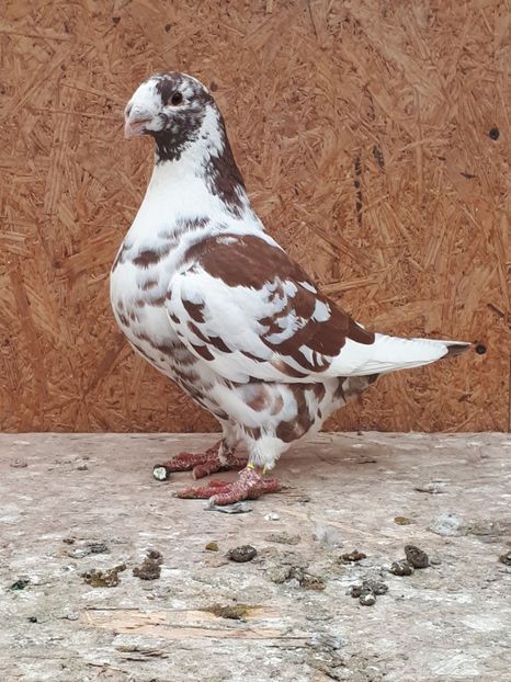 Fem 2017 - Perechi AGH 2018