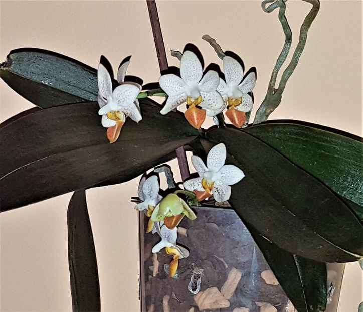  - Phalaenopsis 1