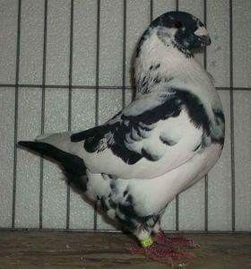 Masc 2017 - Perechi AGH 2018