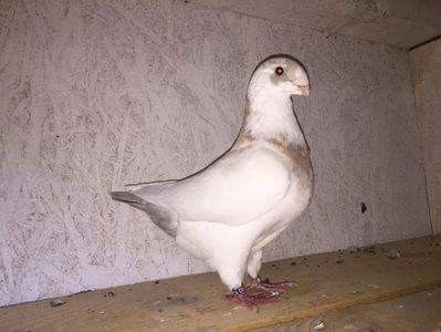 Fem 2016 - Perechi AGH 2018