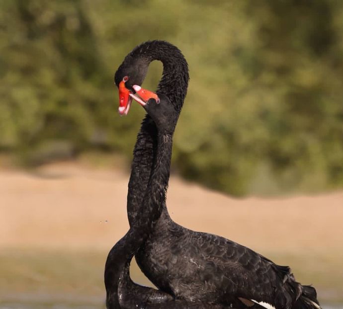 Pereche lebede negre - Un fel de rai pe pământ!