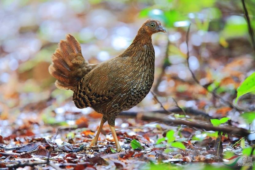  - Un fel de rai pe pământ!