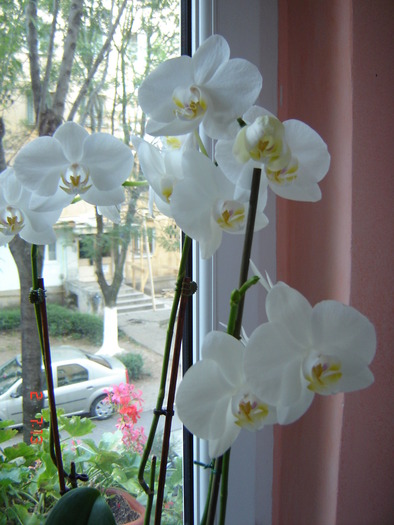DSC09064 - Orhidee Phalaenopsis