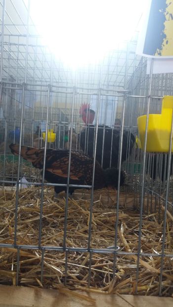  - PADUANA AURIU--ROSU-NEGRU--2018