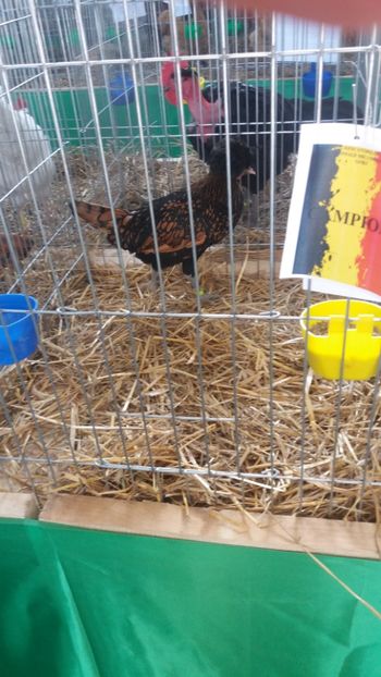  - PADUANA AURIU--ROSU-NEGRU--2018