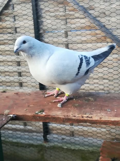 Fem 2017 - Femele 2018