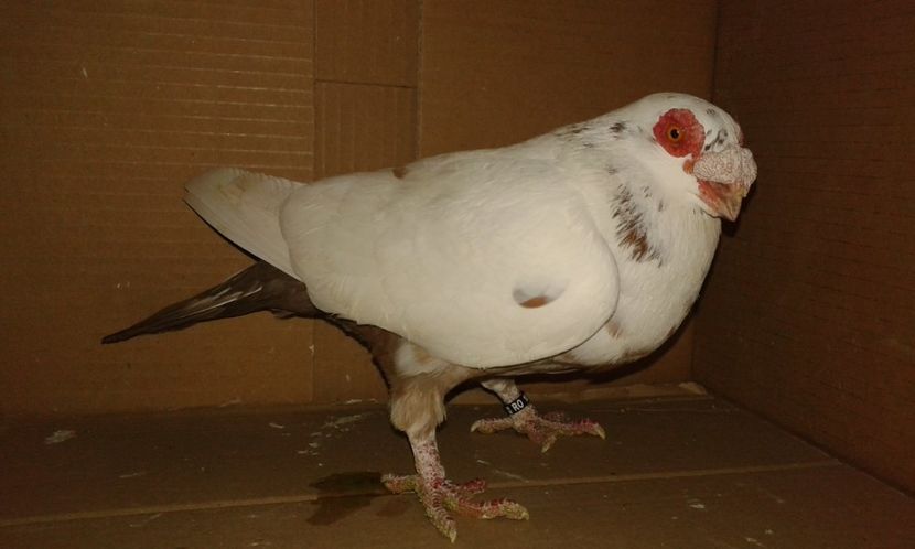 F - H _ carunculați 2018