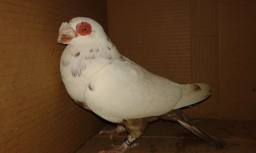 ORD 007 - H _ carunculați 2018