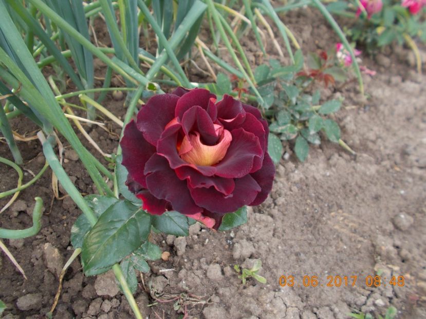 eddy mitchell - COLECTIA DE TRANDAFIRI