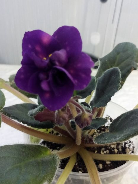 30 ian - AE Bliznecy