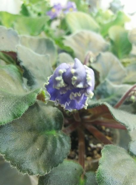 30 ian - ZZ Ruffled Skies