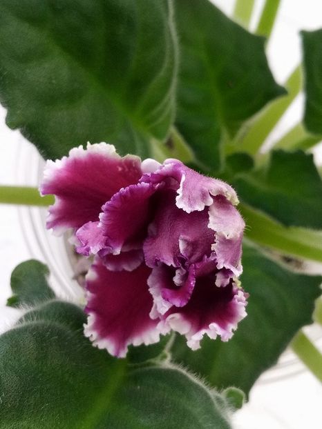 30 ian - ZZ RS Gertsoginia -RS Duchess