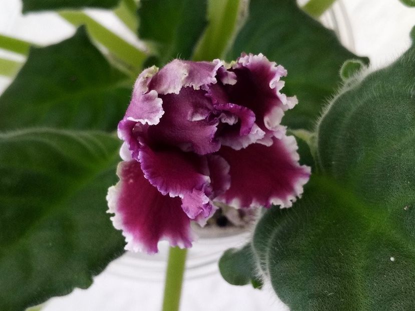 30 ian - ZZ RS Gertsoginia -RS Duchess