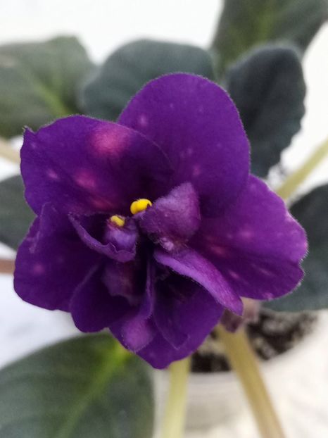 AE  Bliznecy - A Violete Africane