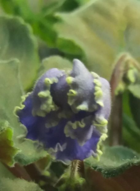 Ruffled Skies - A Violete Africane