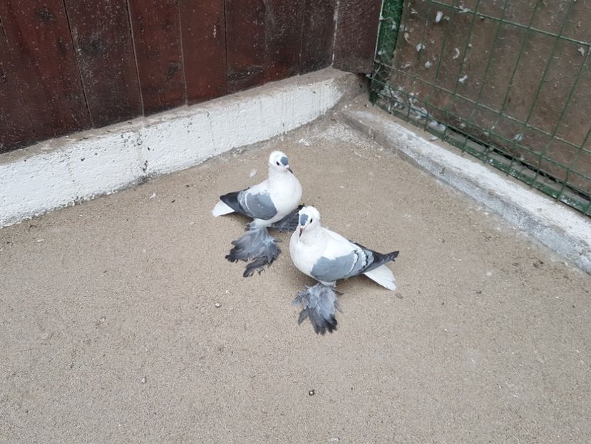 Pereche2017.Dnu.ADRIAN.Loc.ALBA-IULIA - 8___-PERSOANE CU CARE AM COLABORAT- VANZARI