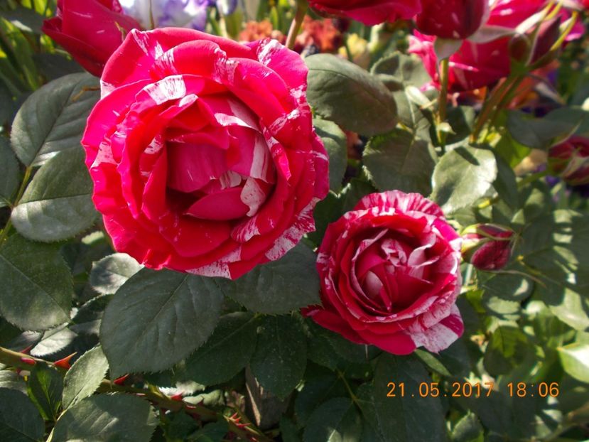 henri matisse - COLECTIA DE TRANDAFIRI