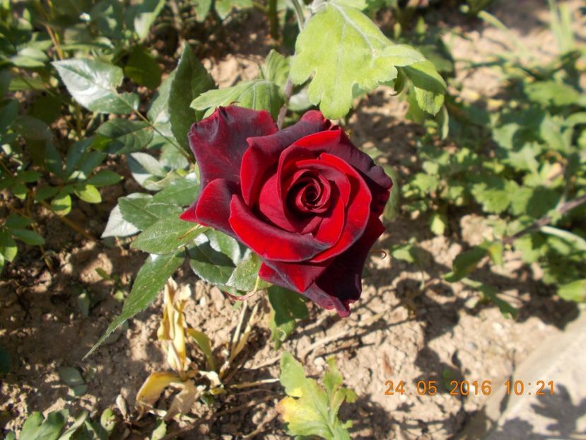 baccara - COLECTIA DE TRANDAFIRI