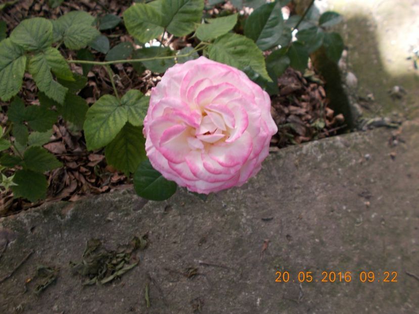  - COLECTIA DE TRANDAFIRI