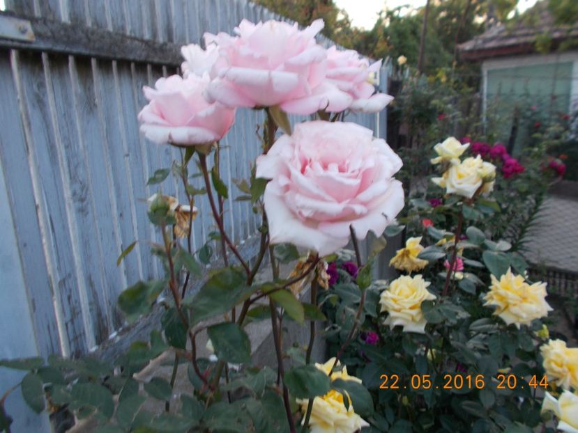 savoy hotel - COLECTIA DE TRANDAFIRI