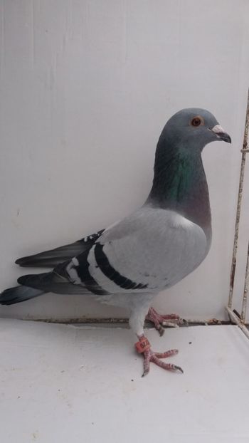 F 2013 vanduta - De! voiajori vanduti