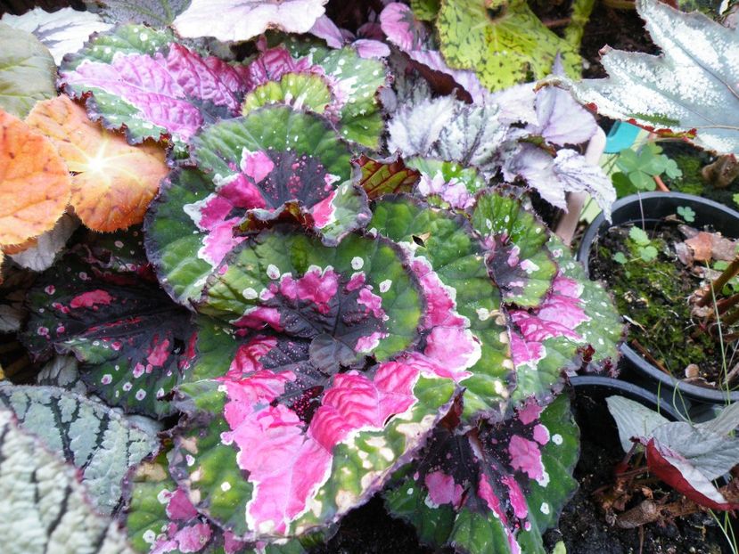 macarena ? paso doble - Colectie begonia