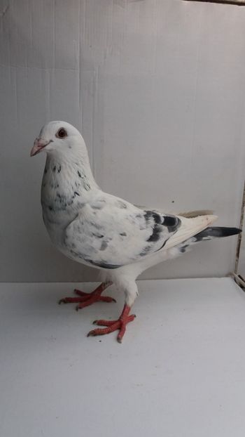 F 2017 vanduta - De! voiajori vanduti