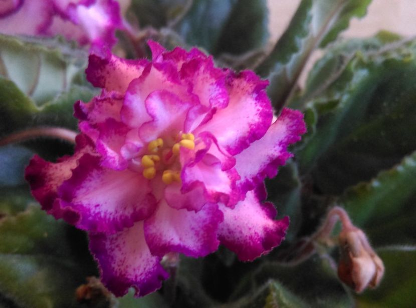  - Ian Minuet de la Olivia