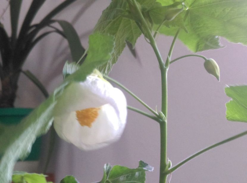  - plantele mele de la serviciu 2014 2018