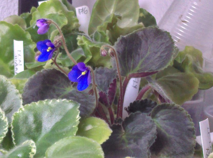  - plantele mele de la serviciu 2014 2018