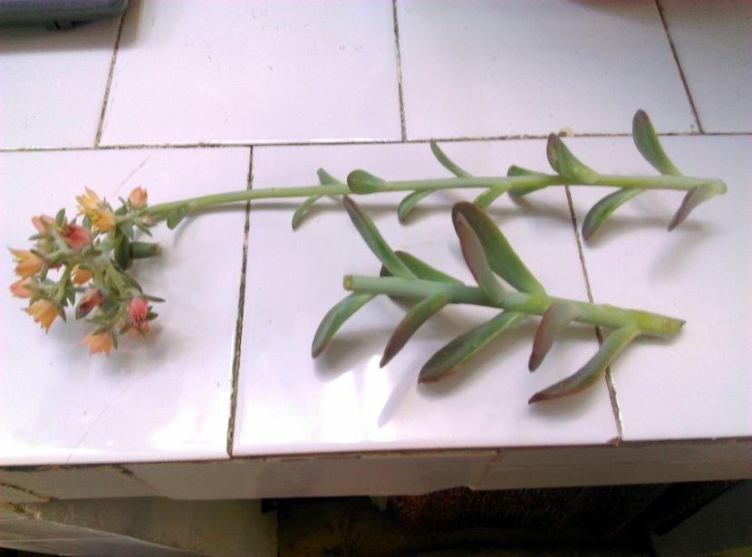  - plantele mele de la serviciu 2014 2018
