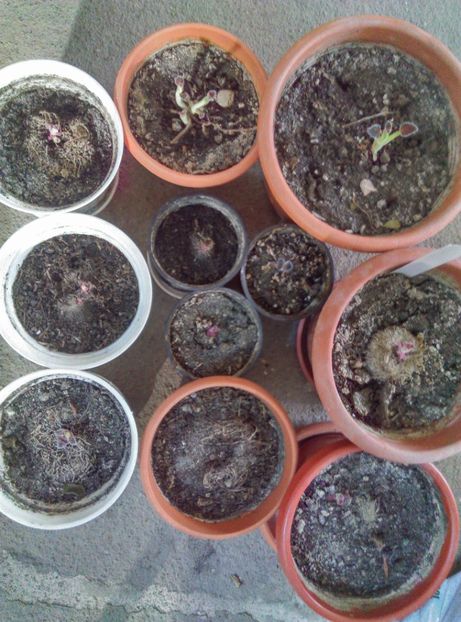  - plantele mele de la serviciu 2014 2018