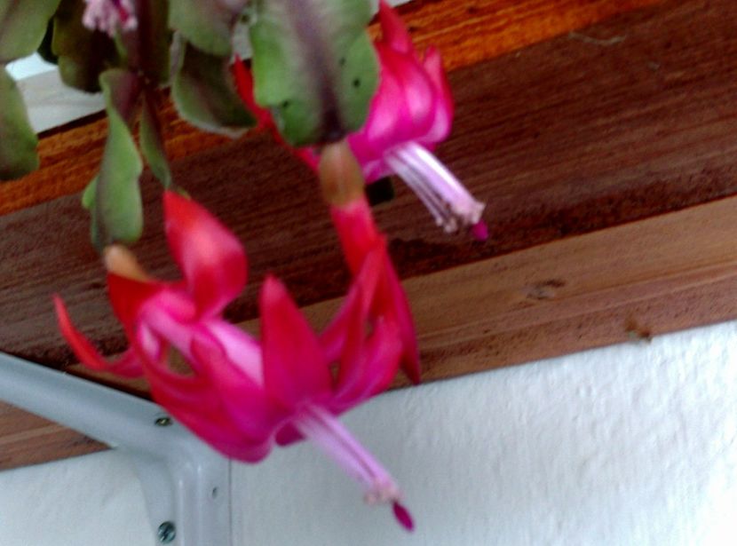  - plantele mele de la serviciu 2014 2018