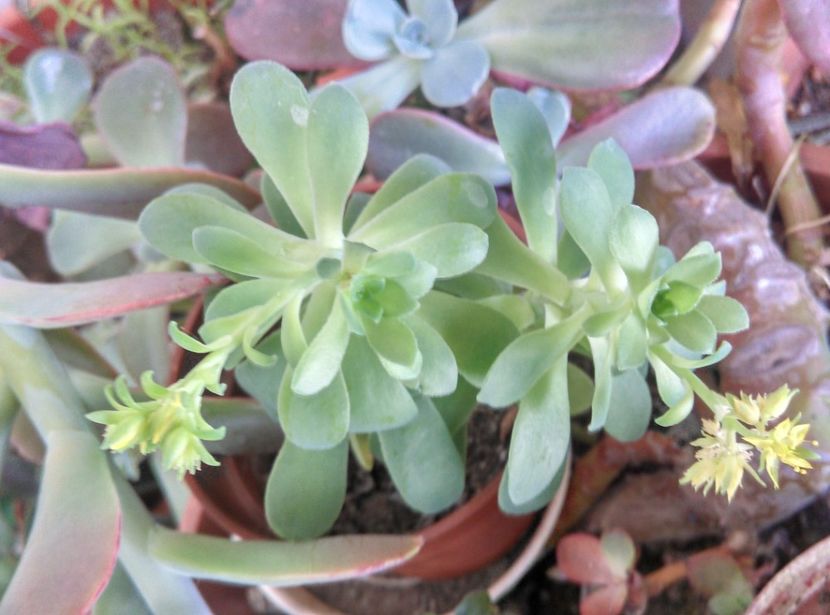  - plantele mele de la serviciu 2014 2018