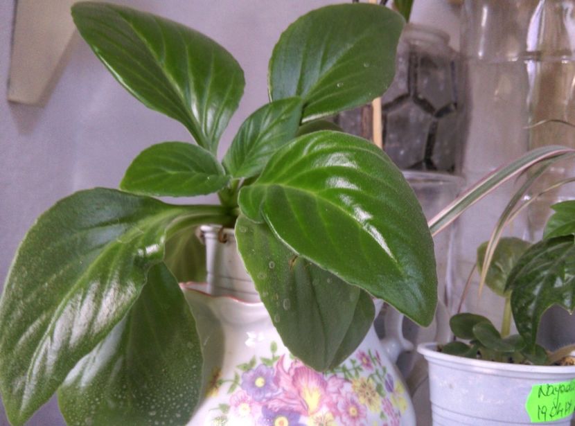  - plantele mele de la serviciu 2014 2018