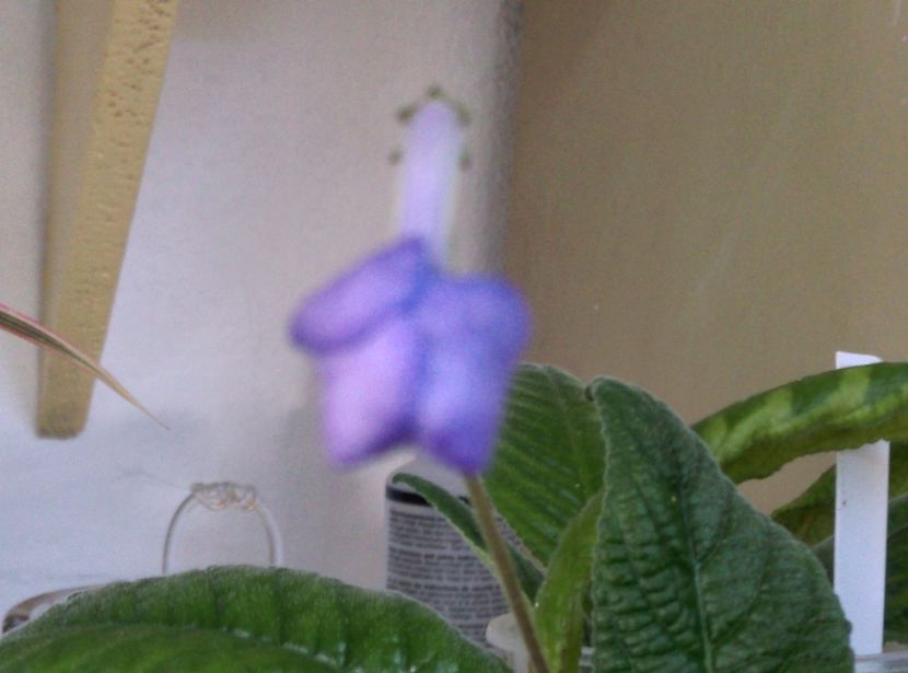  - plantele mele de la serviciu 2014 2018