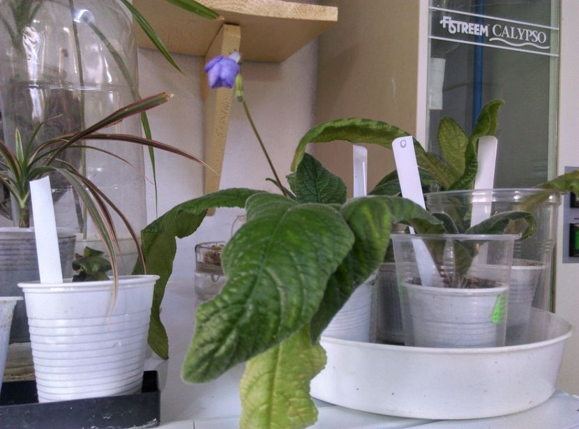  - plantele mele de la serviciu 2014 2018