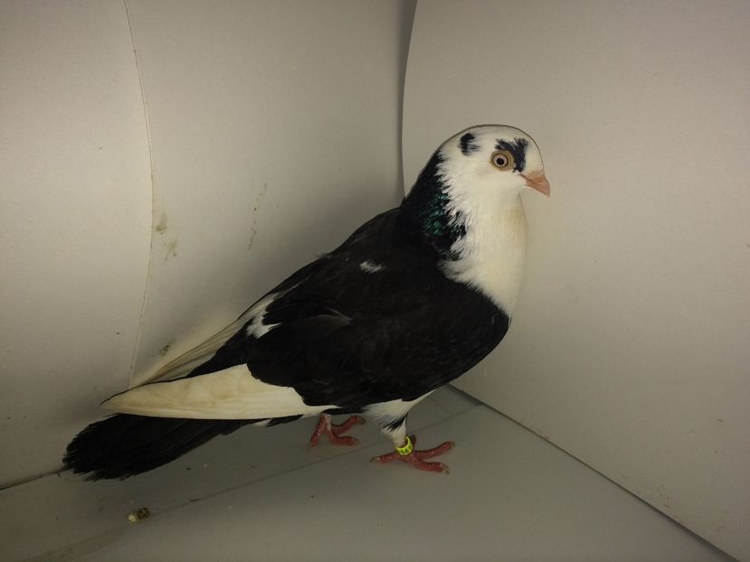 14174  femelă  2017 - Plecați ALBUM 1