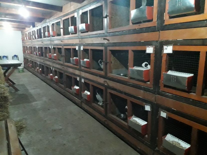 31 - 01 - 2018 - ADAPOST IEPURI 2016