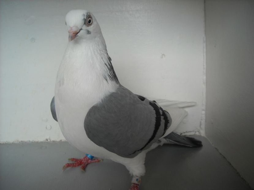  - jucatori de galati pe albastru