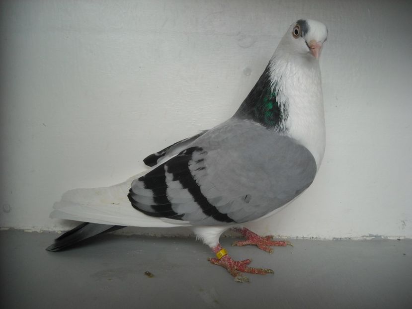  - jucatori de galati pe albastru