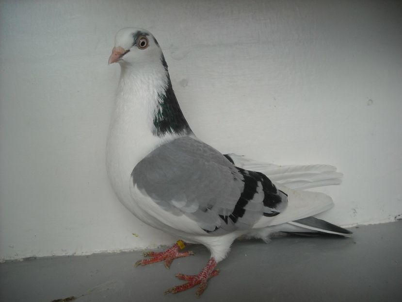  - jucatori de galati pe albastru