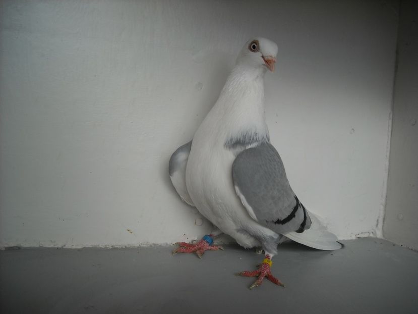  - jucatori de galati pe albastru