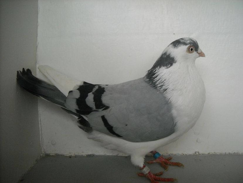  - jucatori de galati pe albastru