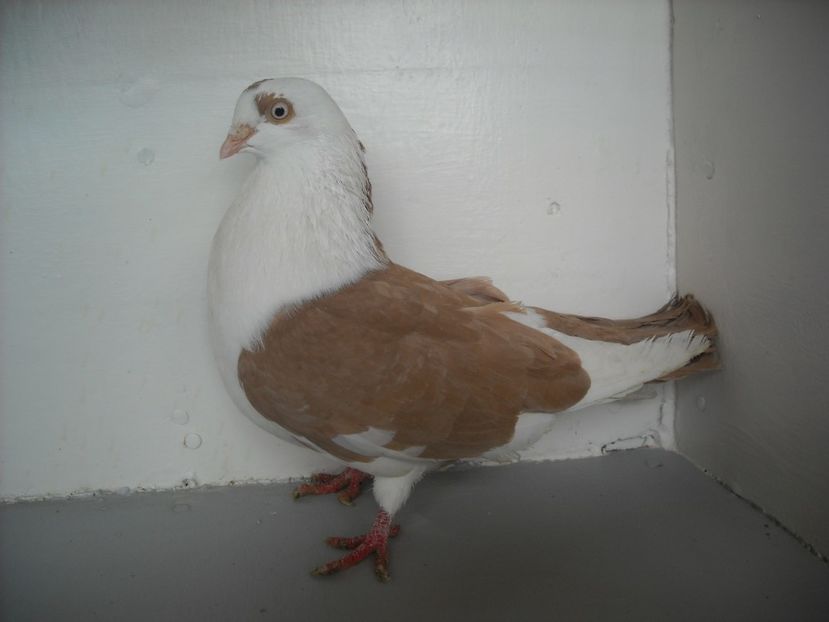  - PORUMBEI CARE MI AU APARTINUT