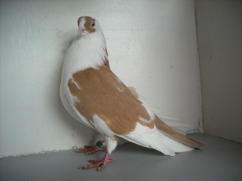  - jucatori de galati pe galben