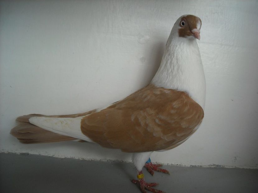  - jucatori de galati pe galben